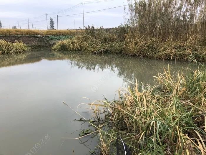 冬季长竿短线怎么选位,野钓长竿短线技巧和方法