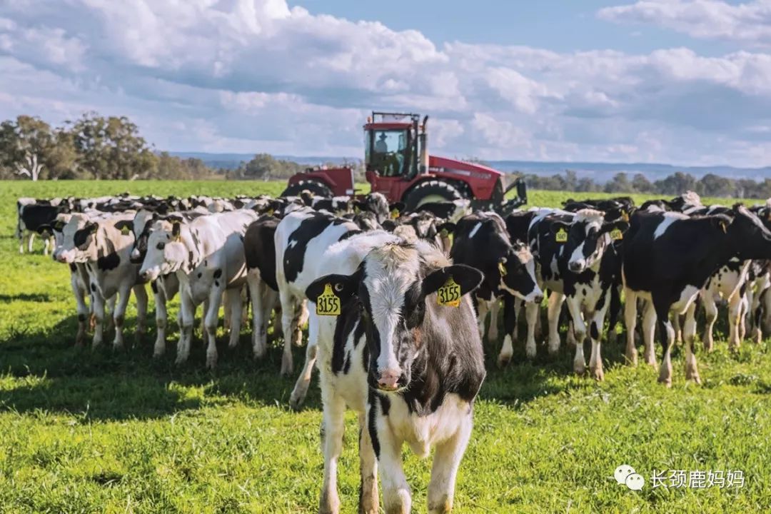 宝宝爱喝的澳牧儿童牛奶,澳牧进口儿童成长牛奶能长期喝吗