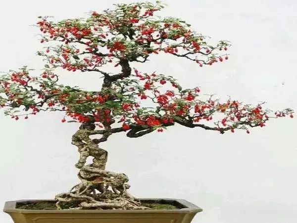 家中总有人生病摆放什么镇宅,家人生病家里摆什么物件