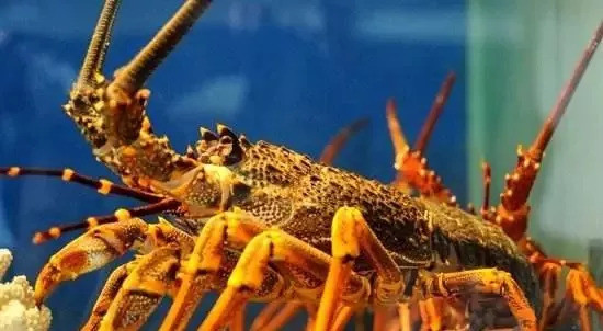 帝王蟹1499元,帝王蟹1299元