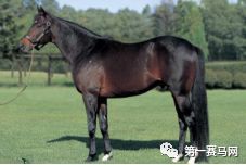 「特稿」数一数，谁是最强的世界纯血种公马？