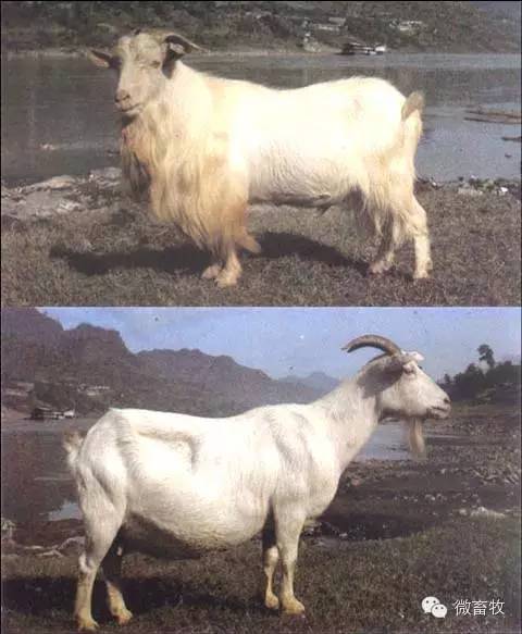 现在羊的品种最好的是什么品种,羊品种大全