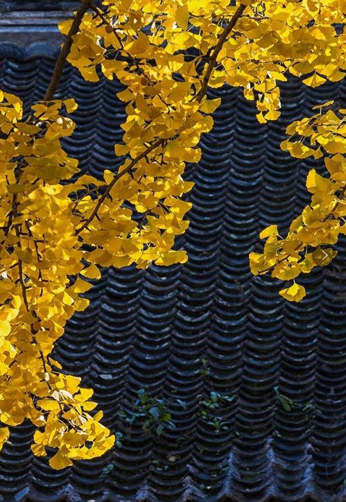 这份来自崇明银杏的滋润，你心动了吗？