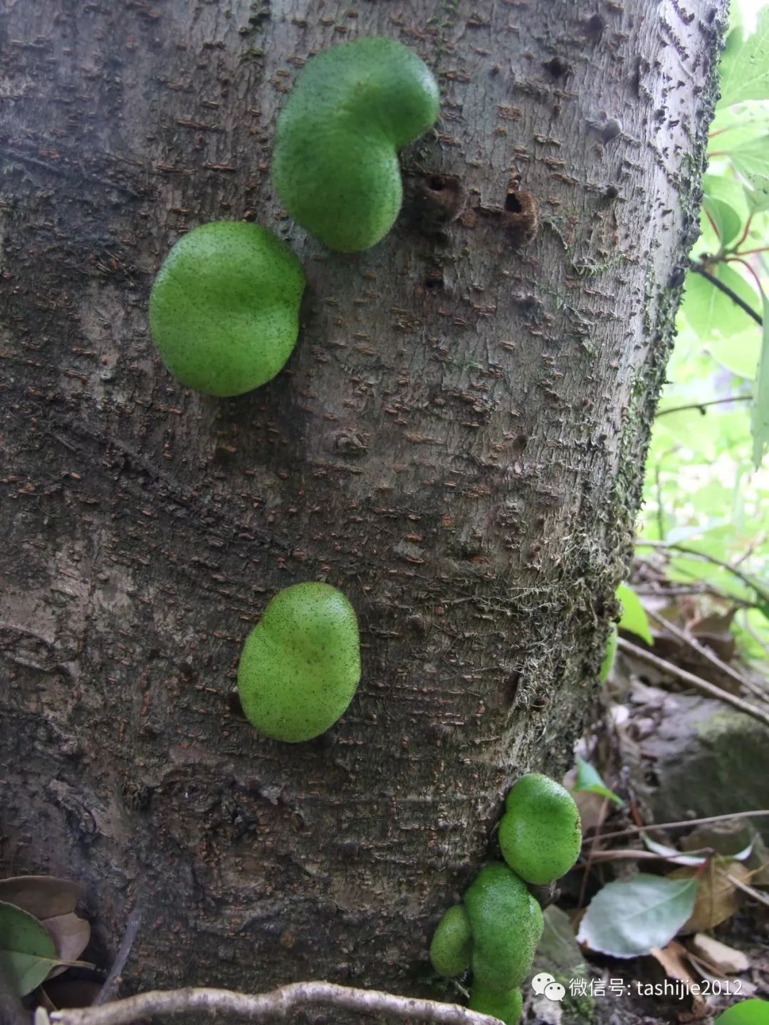 长毛的虫瘿,千奇百怪的虫子全集