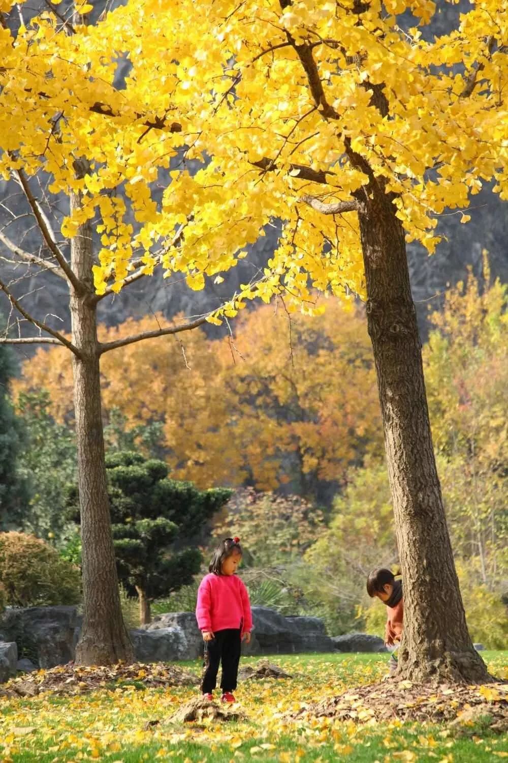 满城尽带黄金甲最美画面,满城尽带黄金甲拍摄地风景