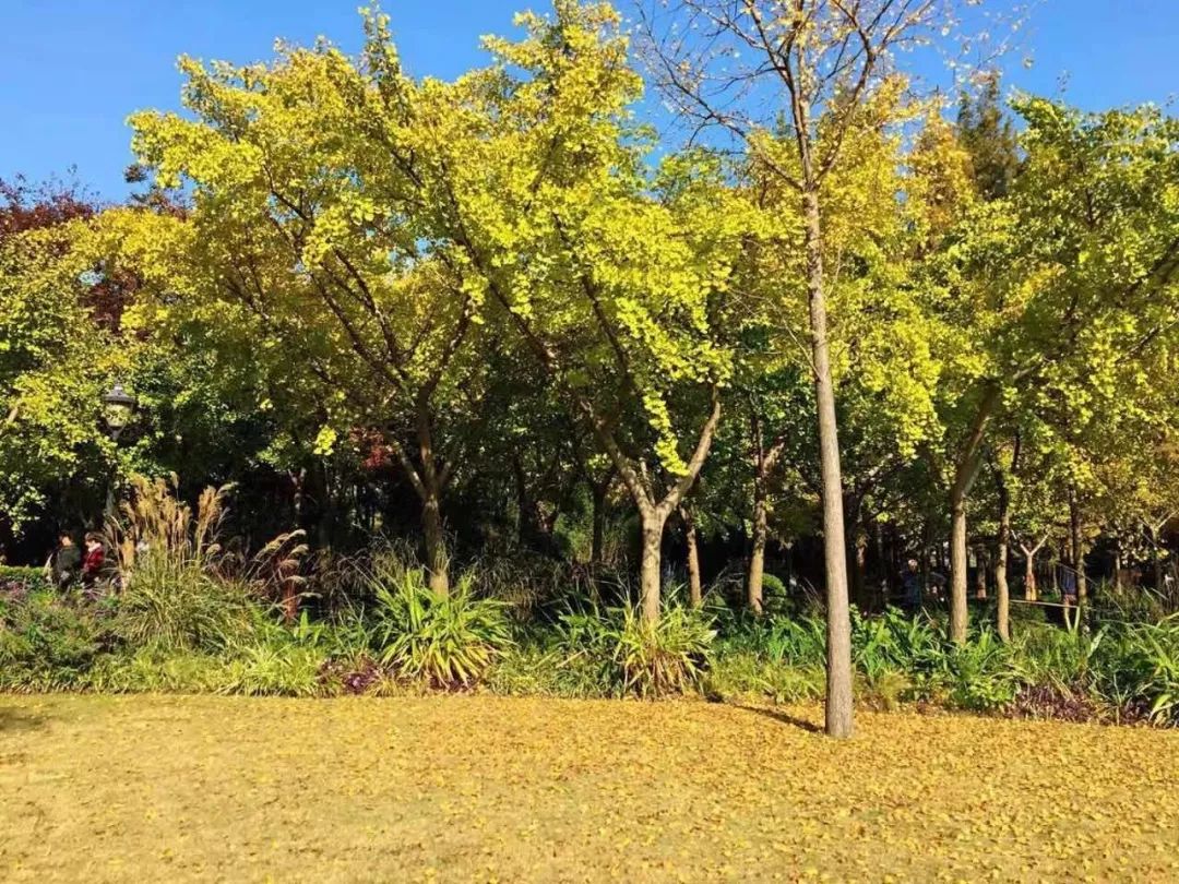 满城尽带黄金甲取景地图片,满城尽带黄金甲震撼场景