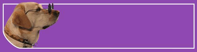 狗眼睛干眼症怎么治,狗得了干眼症怎么办