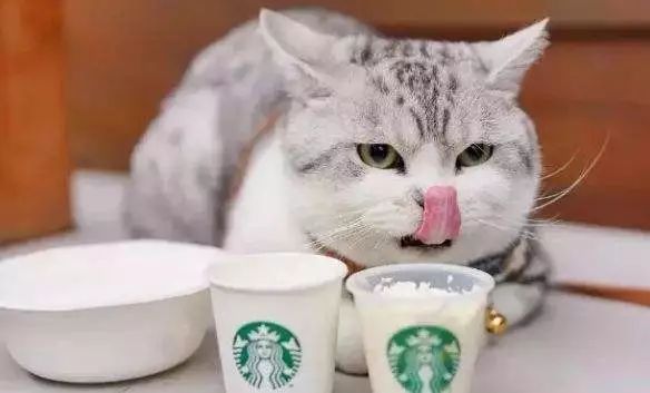 95后撸猫的经济效应