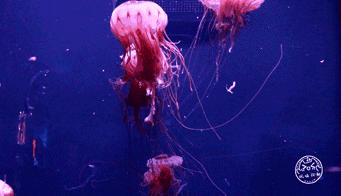 四川居然有一片蓝色海洋,成都蓝色海洋