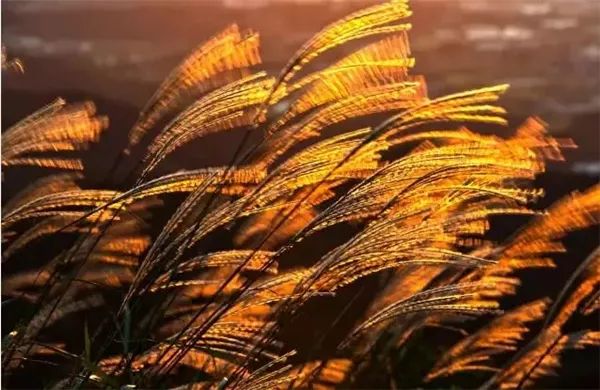 西溪湿地免费区域从哪儿进,西溪湿地免费区域地图