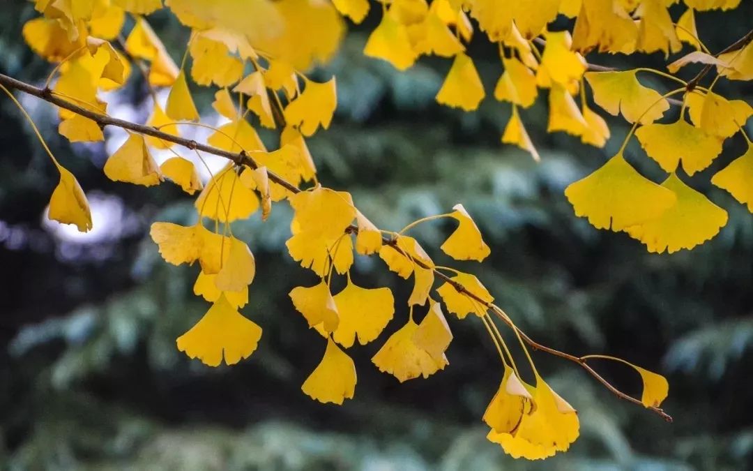 银杏打卡景点,成都周边打卡最美银杏观赏地