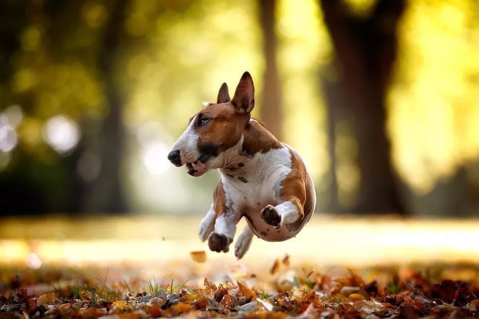 养牛头梗的注意事项,五个月的牛头梗好养吗