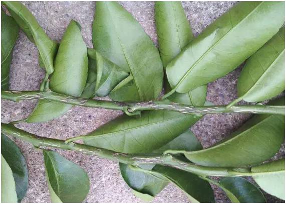 秋梢如何防治病虫害,注意秋梢之后的防落果管理