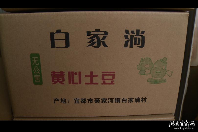 土豆批发产地直销白心土豆,崇州黄心土豆批发