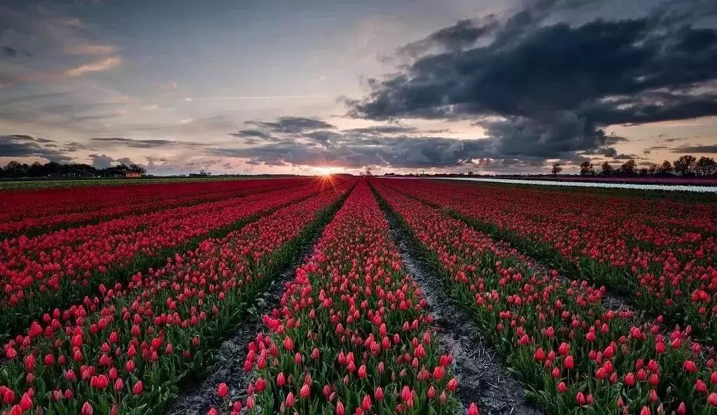 上海浦江郊野公园春节开放吧,上海浦江郊野公园一日游攻略大全