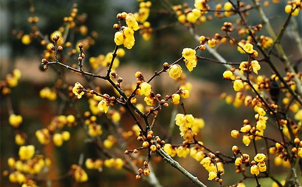 腊梅花的香味沁人心脾,腊梅花开香味扑鼻