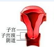 什么是生殖系统最常见的良性肿瘤,生殖系统常见肿瘤