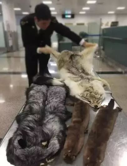 你代购吗?人肉代购回国开箱震惊所有人