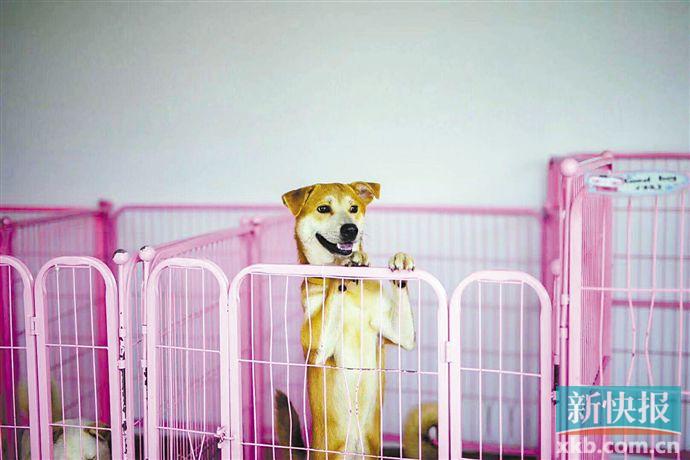 广州市番禺区流浪狗收容所电话,流浪狗收容所小狗视频