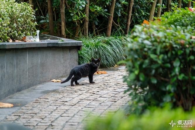 性价比之王富士x-t30无反相机推荐,富士xt3全面评测