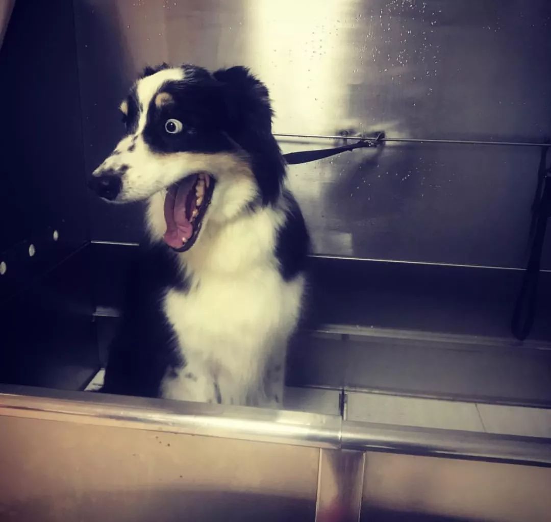 给狗狗洗澡你的方法真的正确吗,给狗狗洗澡的正确方式你学会了吗