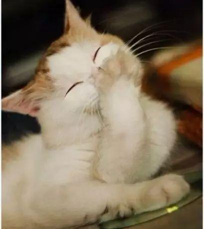 猫咪总是洗脸,猫咪老是舔毛洗脸是爱干净吗