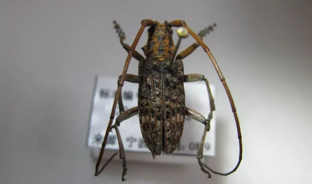 松树也变黄了,松树变红的原因