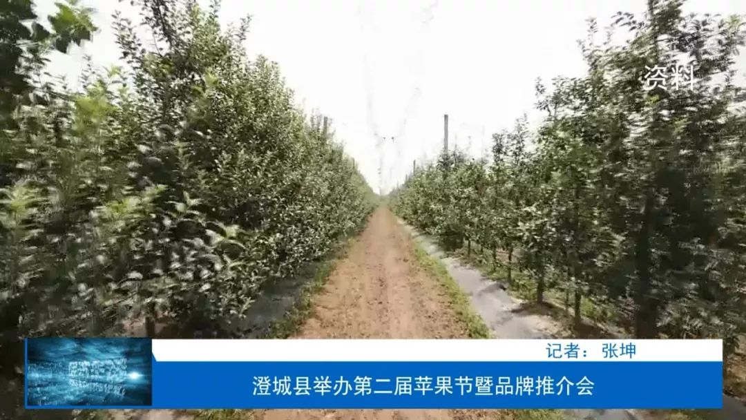 澄城县第三届樱桃文化艺术节,澄城县苹果