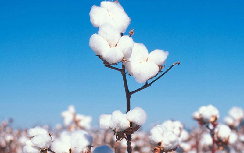 口腔溃疡反复发作吃什么容易愈合,口腔溃疡一抹止痛