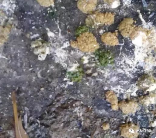 鸡腺肌胃炎最快治疗方法,鸡腺肌胃炎发生原因及防治措施