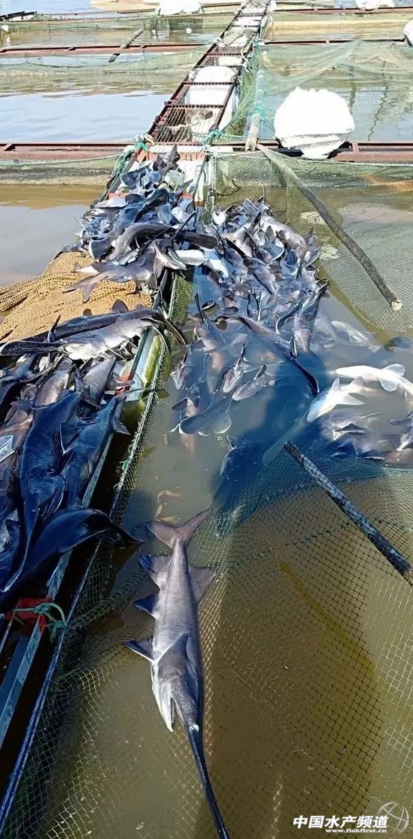 网箱鱼接连死亡,网箱鱼死亡人数