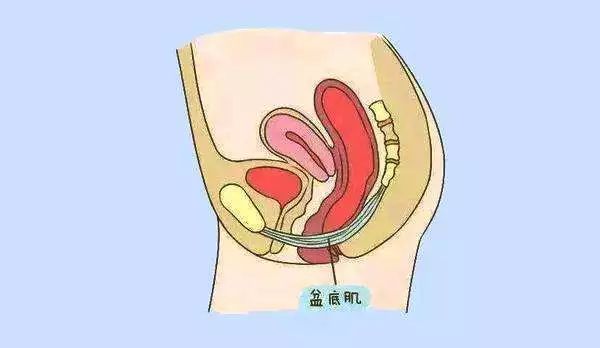 月子期间要做盆底肌修复吗,月子里可以用盆底肌修复吗