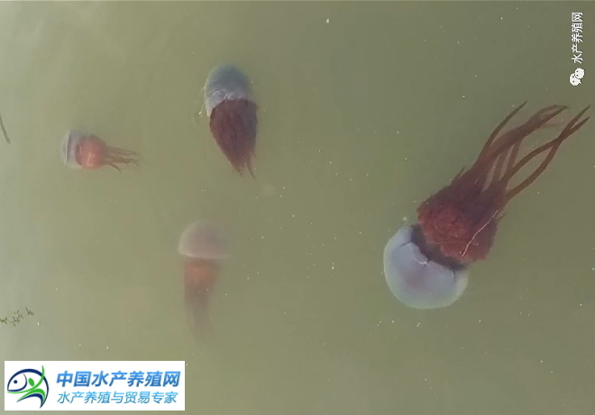 2021年水产养殖受灾面积,盘锦养殖海参受灾视频