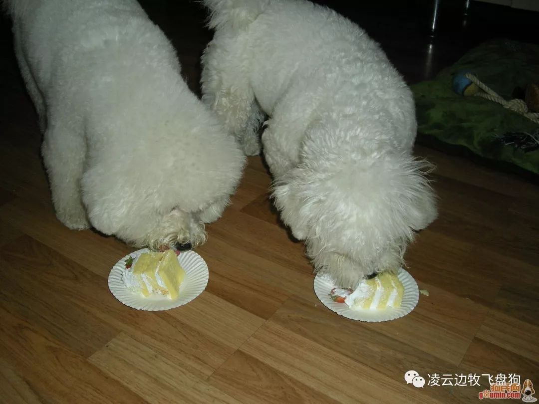 狗狗为什么喜欢吃骨头有什么影响,狗狗为什么很喜欢吃辣椒