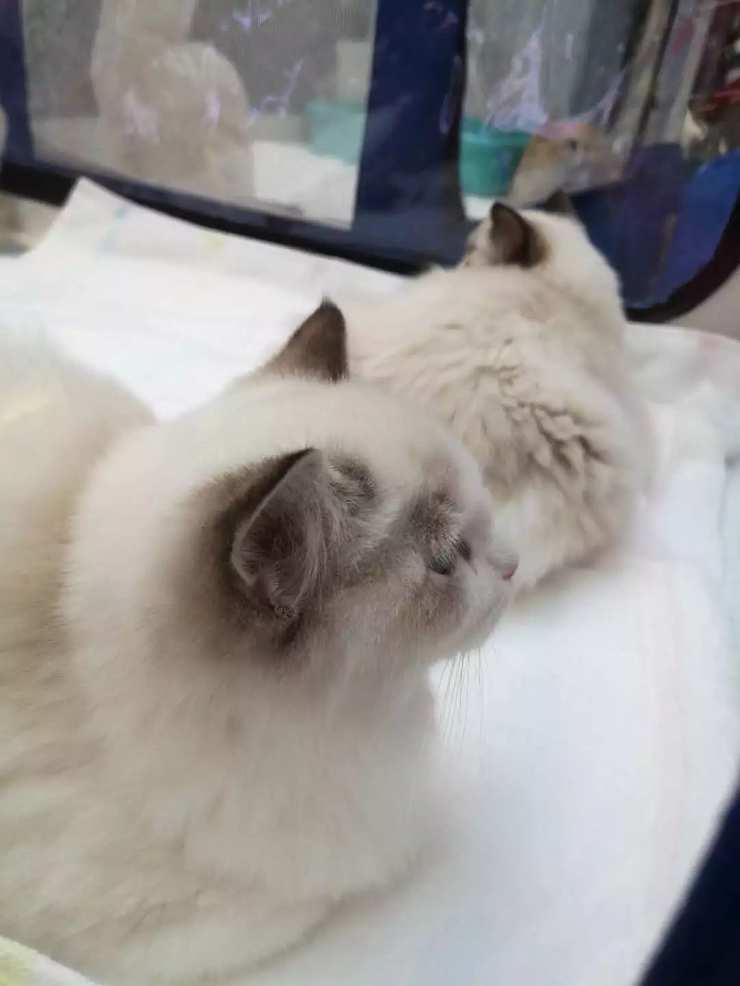 新闻综合广播｜「宠爱有家」之喵星驾到