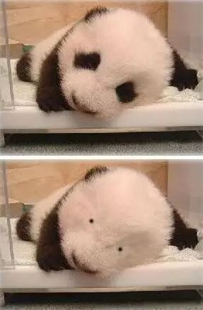 老外到底多喜欢熊猫,老外看中国大熊猫