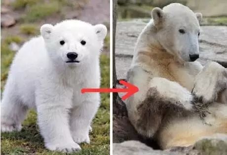 老外到底多喜欢熊猫,老外看中国大熊猫