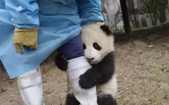 老外到底多喜欢熊猫,老外看中国大熊猫