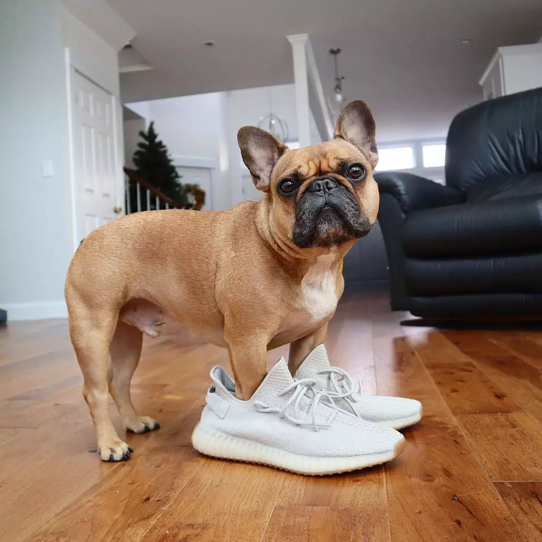 yeezy350v2哪个配色好,yeezyboost350v2