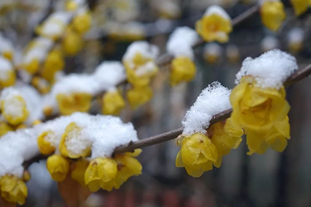 汪曾祺经典散文冬天,冬日汪曾祺随笔