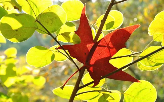 英语阳光单词,5句励志英语句子