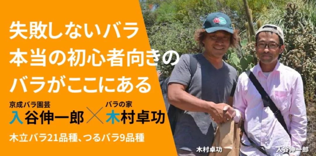 日本顶级微型月季,日本顶级盆栽大师