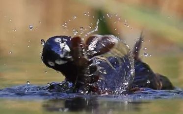 身边没有野生动物？也许是你不够慢