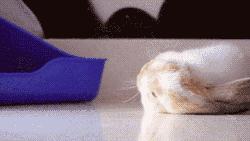 驱蚊手环林允,林允驱蚊手环