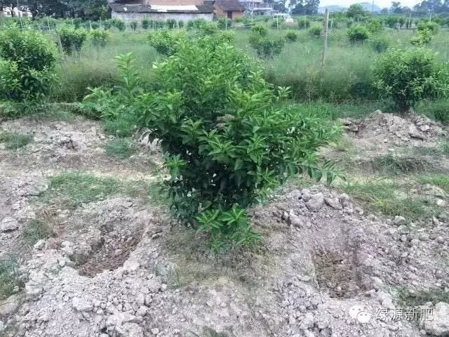 果树花芽分化期用什么促花芽分化,什么可以促进花芽分化