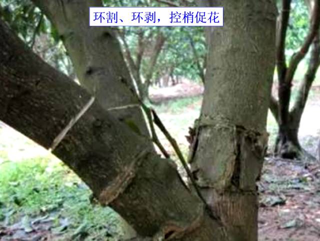 果树花芽分化期用什么促花芽分化,什么可以促进花芽分化