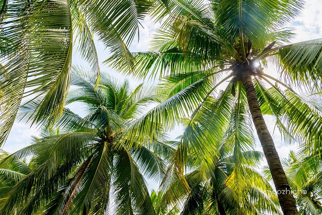 三亚五天四晚划算还是自由行划算,五天四晚三亚省钱攻略