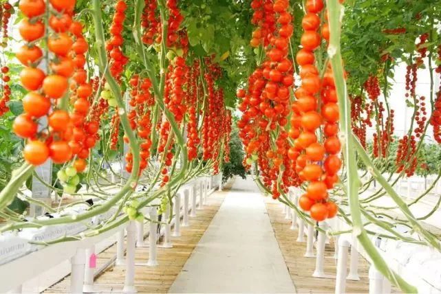 她刚开始向我表白,她很主动的跟我表白