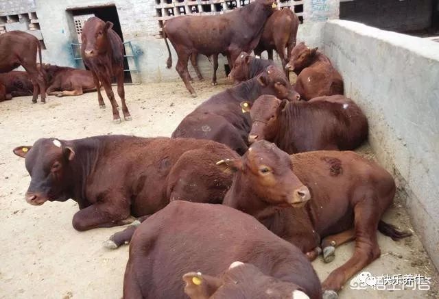 牛站不起来能治好么,牛站不起来最快的治疗方法