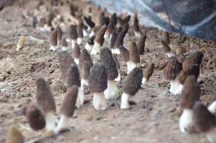 珍稀食用菌羊肚菌的人工栽培技术,羊肚菌是一种珍稀食用菌品种